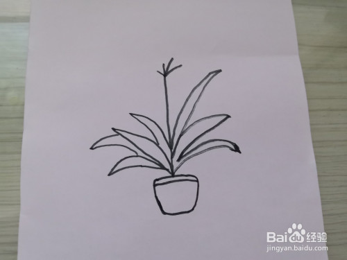 开花的君子兰的简笔画