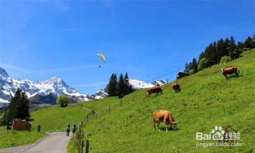 瑞士雪朗峰旅游好玩吗