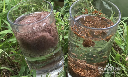怎么区分冰粉籽跟海藻面膜?