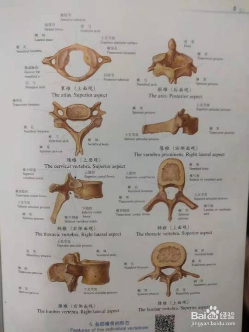 各椎骨的形态及特点及辨认方法
