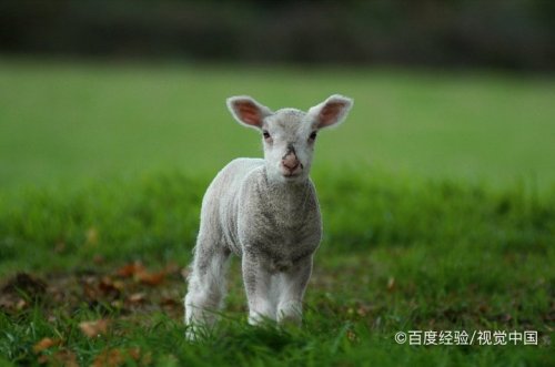 动物换毛过冬,例如狗,牛,羊,野生的老虎,狼,豹子等等.