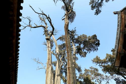 哪种植物可以预报天气是怎样预报的