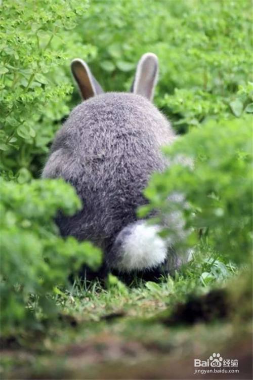 小白兔的尾巴有什么作用
