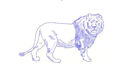如何绘制狮子