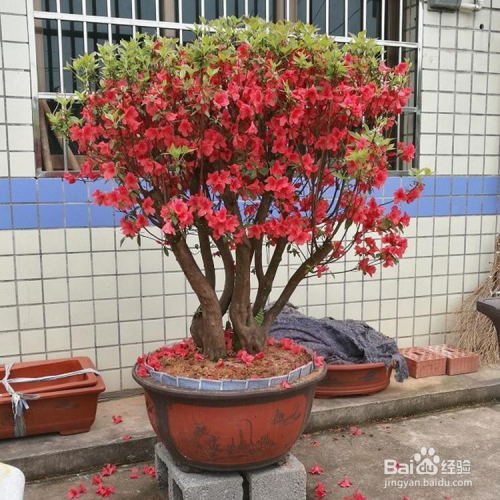 如何判断映山红假活