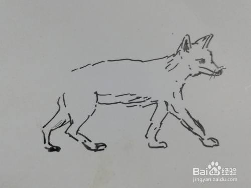 狐狸速写怎么画