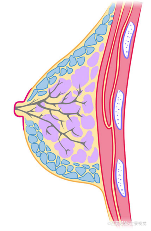 乳腺癌的筛查方法