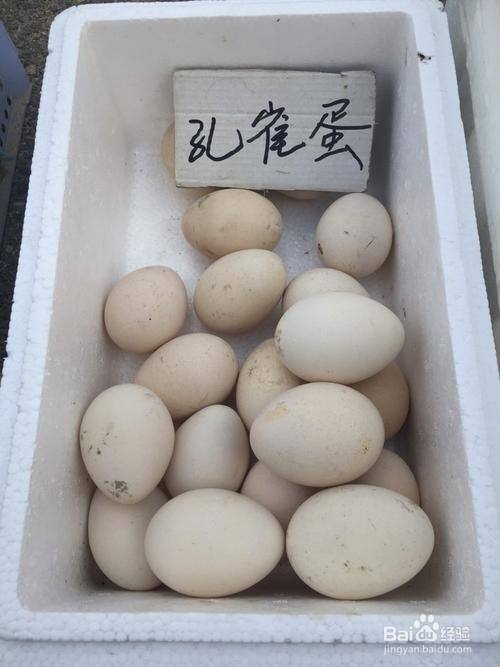 孔雀蛋怎么孵化