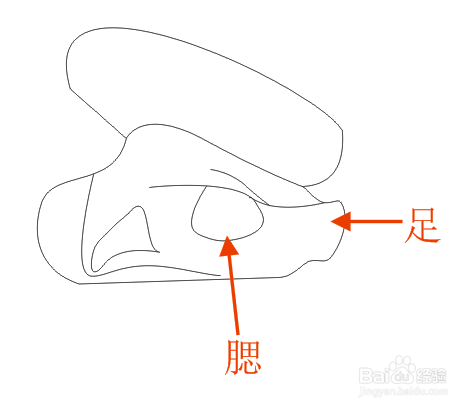 缢蛏的内部结构简笔画