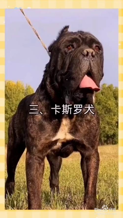 卡斯罗犬,肌肉发达,性情勇猛,爆发力强,护主心强,具有一品带刀侍卫