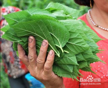 桑叶茶制作方法和食用方法