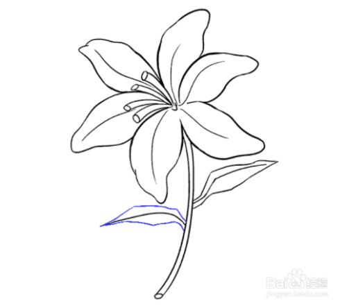 如何画一枝百合花