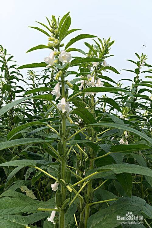 芝麻是怎么开花的