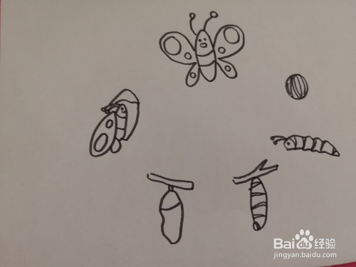 蝴蝶成长过程图简笔画