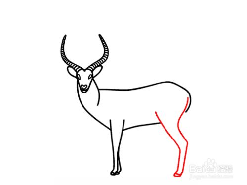 如何画羚羊-分步教程