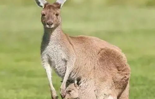 kangaroo怎么读 百度经验