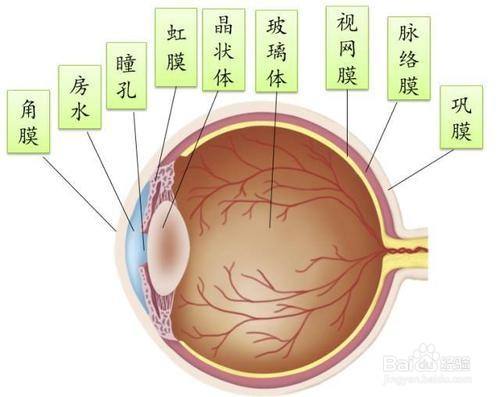 人眼是如何看到物体的