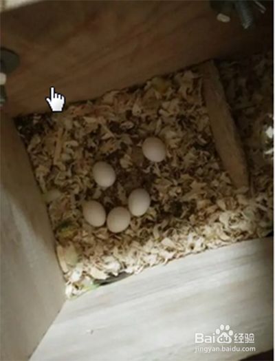 玉鸟孵蛋时注意事项