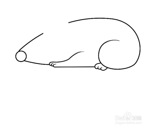 2 然后再画上老鼠的身体轮廓线. 3 接着画上老鼠的腿脚.