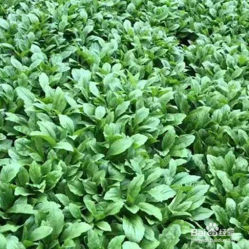 油冬菜种植时间和方法