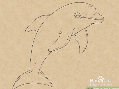 如何画海豚