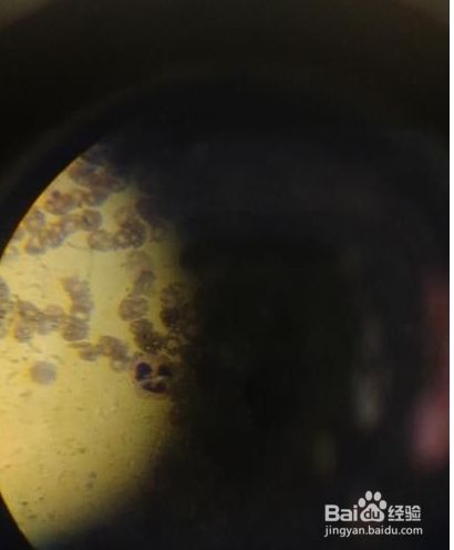 显微镜油镜的使用方法