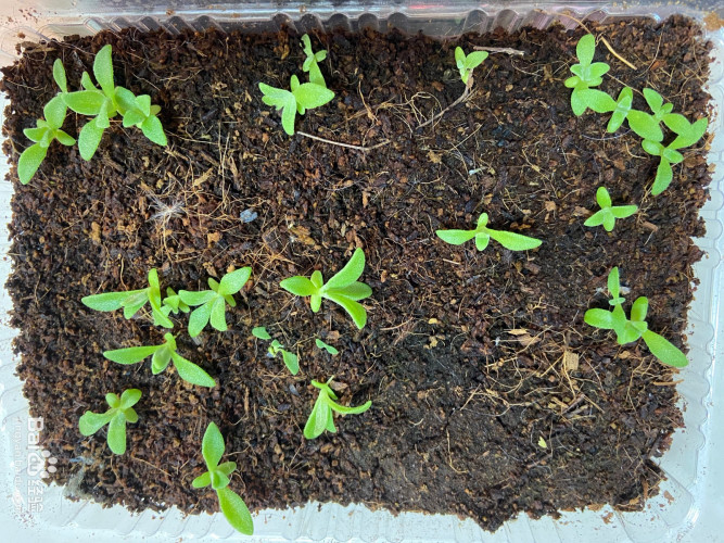 家庭种植冰菜(冰草)--播种实验