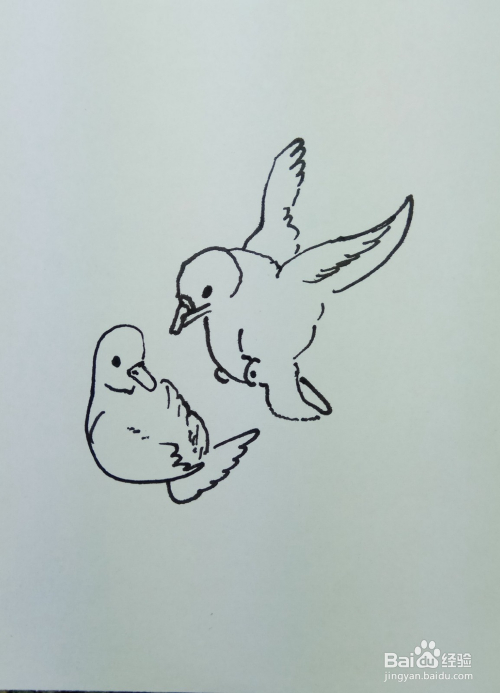 6 再画出小鸽子身上的羽毛,用线条和曲线将小鸽子身上的明暗和阴影部