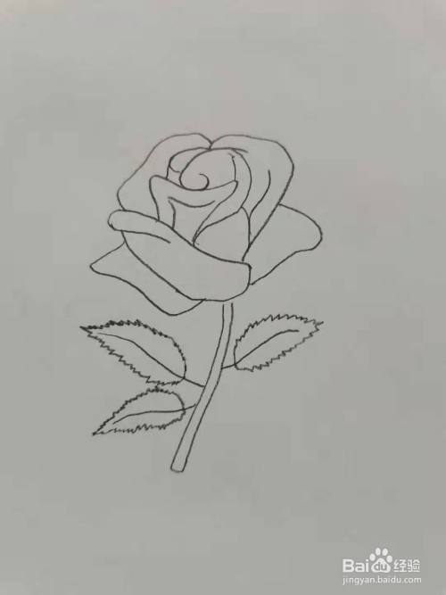 第三步,我们画玫瑰花的花朵.