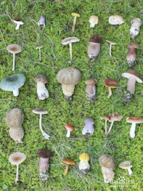 野生蘑菇大多有毒,不易鉴定和识别,因此学校不得加工和食用未确认