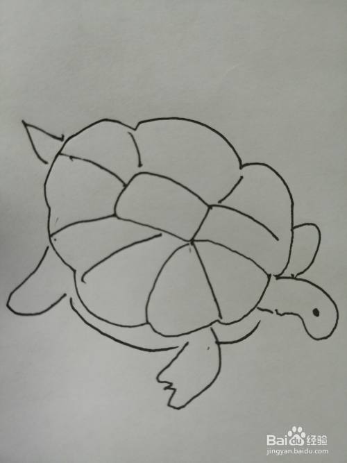 简笔画可爱的小乌龟就画好了.