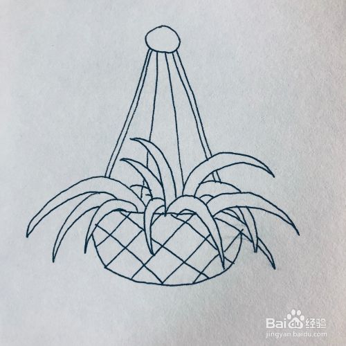 如何绘画吊兰植物简笔画呢?