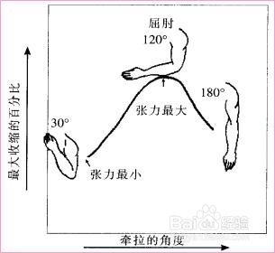 肌肉收缩方式有哪些