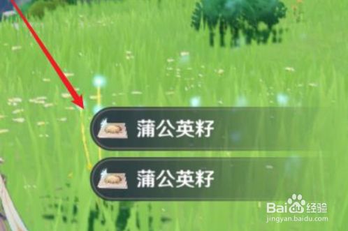 原神蒲公英怎么采取