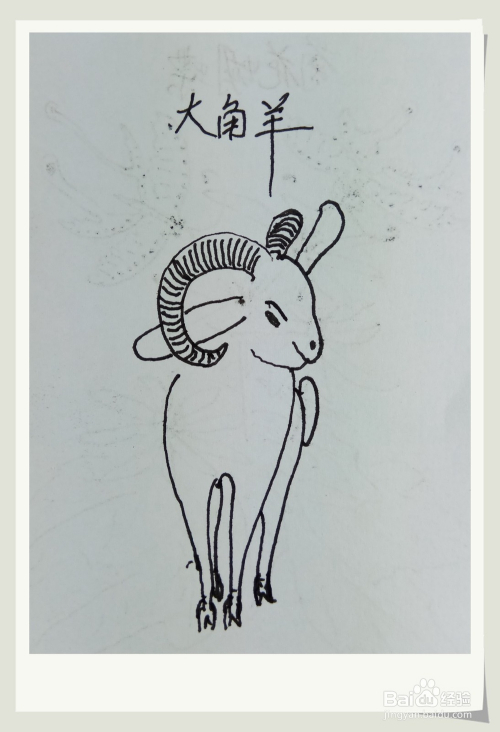 3 画出羊的前腿部分,用几条弧线就可以画出来了.