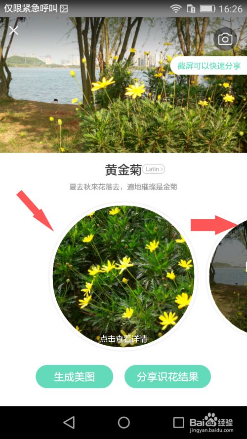 手机 > 手机软件 3 图片上部分是我们拍照的植物,下半部分是识别出来
