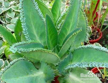 长叶子植物大全图解