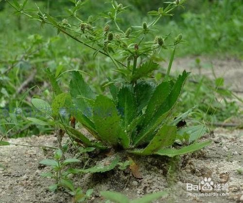 野香菜图片及功效