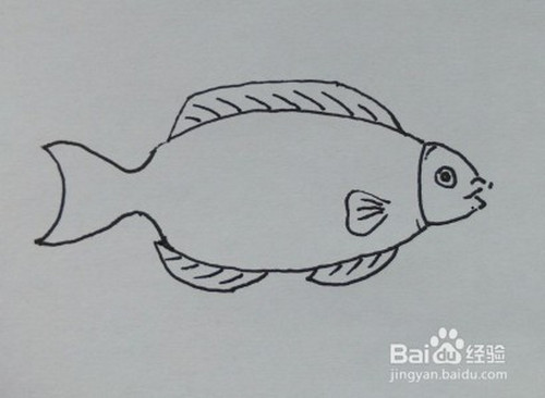 儿童简笔画:如何一步一步画一条大鲫鱼