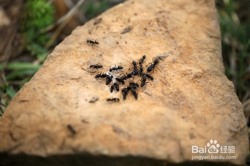 养蚂蚁需要注意什么