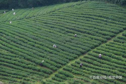 摘茶叶最快的方法