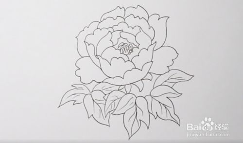牡丹花怎么画
