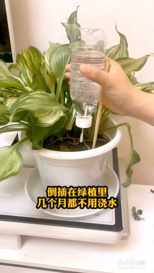 如何制作自动浇水器?