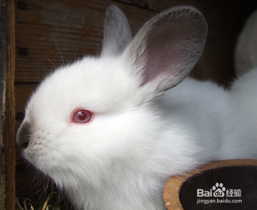 1,及时清洁兔子的眼睛兔子眼睛如果是眼屎比较多的,宠物主人是需要