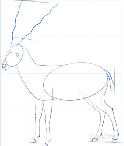 如何绘制羚羊