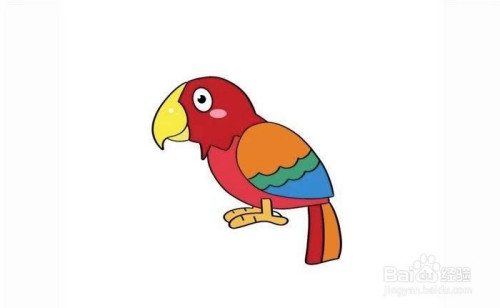 最后,给鹦鹉的肚子涂上红色,爪子涂浅棕色,简单的鹦鹉简笔画就完成