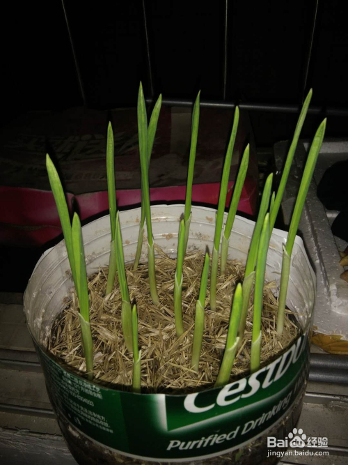 如何在家种蒜苗