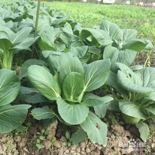 油冬菜种植时间和方法