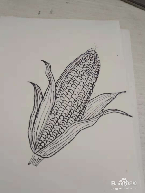 怎么画玉米分步骤