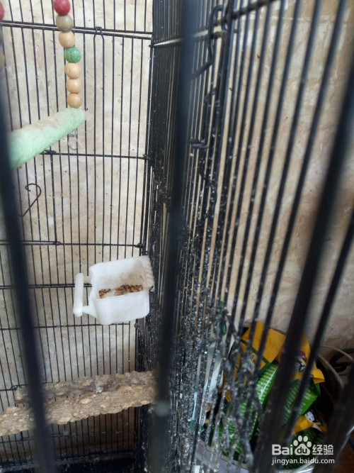 鹦鹉笼子怎么布置
